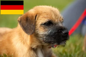 Read more about the article Border Terrier Züchter und Welpen in Deutschland