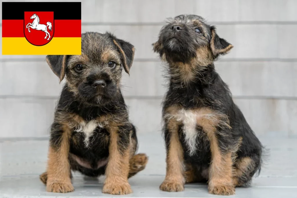 Border Terrier Züchter mit Welpen Niedersachsen