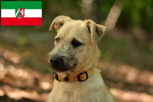Read more about the article Border Terrier Züchter und Welpen in Nordrhein-Westfalen
