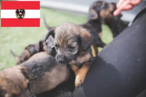 Read more about the article Border Terrier Züchter und Welpen in Österreich