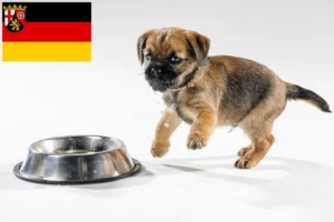 Read more about the article Border Terrier Züchter und Welpen in Rheinland-Pfalz