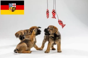 Read more about the article Border Terrier Züchter und Welpen im Saarland
