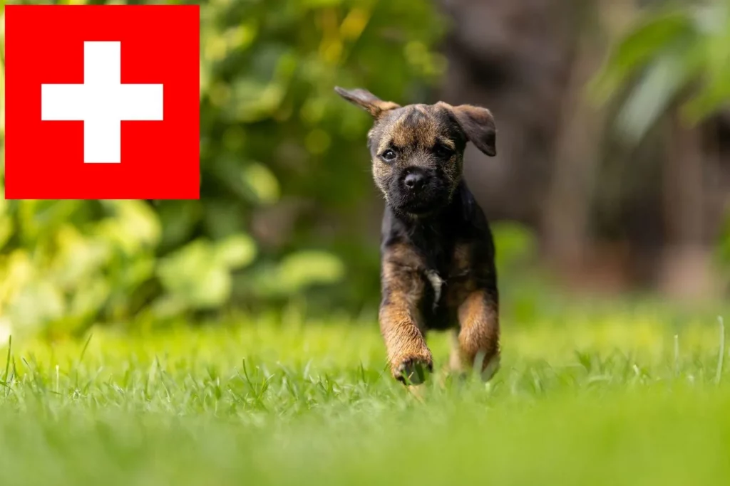 Border Terrier Züchter mit Welpen Schweiz