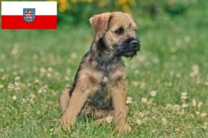 Read more about the article Border Terrier Züchter und Welpen in Thüringen