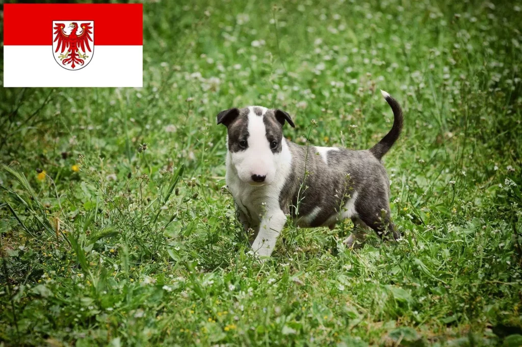 Bull Terrier Züchter mit Welpen Brandenburg