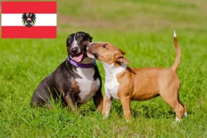 Read more about the article Bull Terrier Züchter und Welpen in Österreich