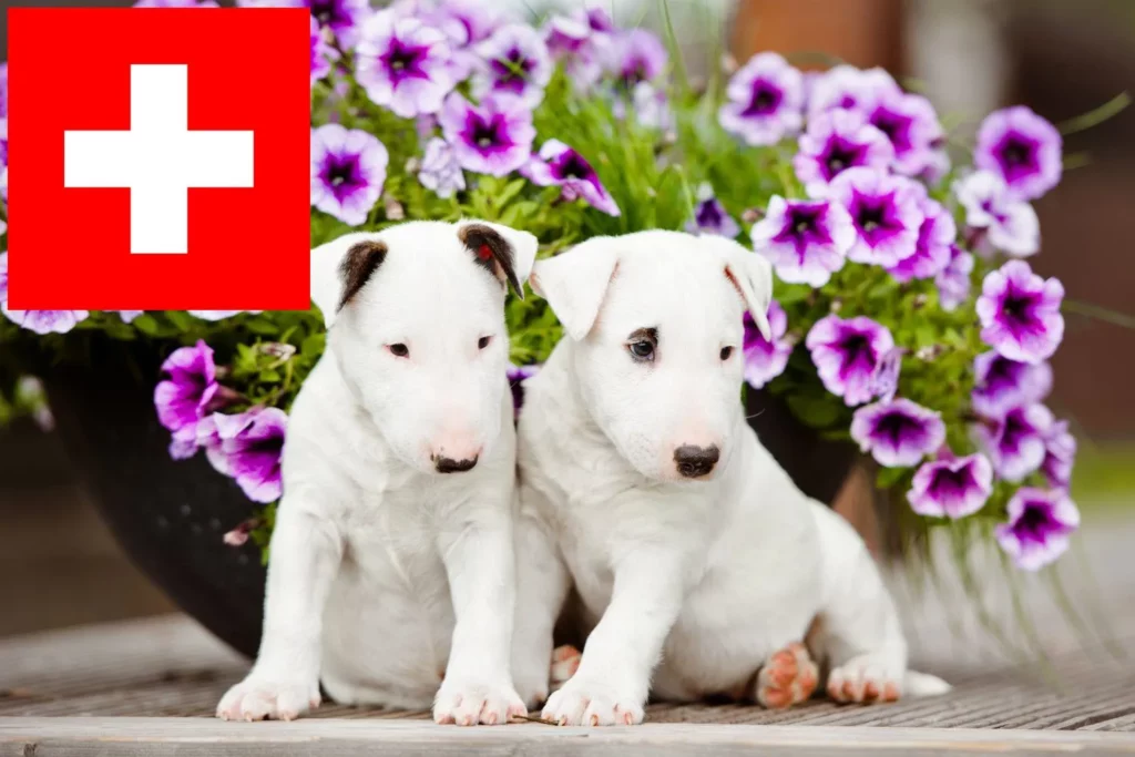 Bull Terrier Züchter mit Welpen Schweiz