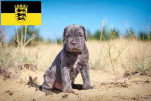 Read more about the article Cane Corso Italiano Züchter und Welpen in Baden-Württemberg