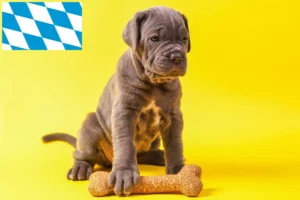 Read more about the article Cane Corso Italiano Züchter und Welpen in Bayern