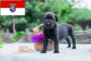 Read more about the article Cane Corso Italiano Züchter und Welpen in Hessen