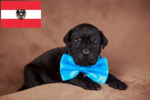Read more about the article Cane Corso Italiano Züchter und Welpen in Österreich