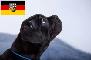 Read more about the article Cane Corso Italiano Züchter und Welpen im Saarland
