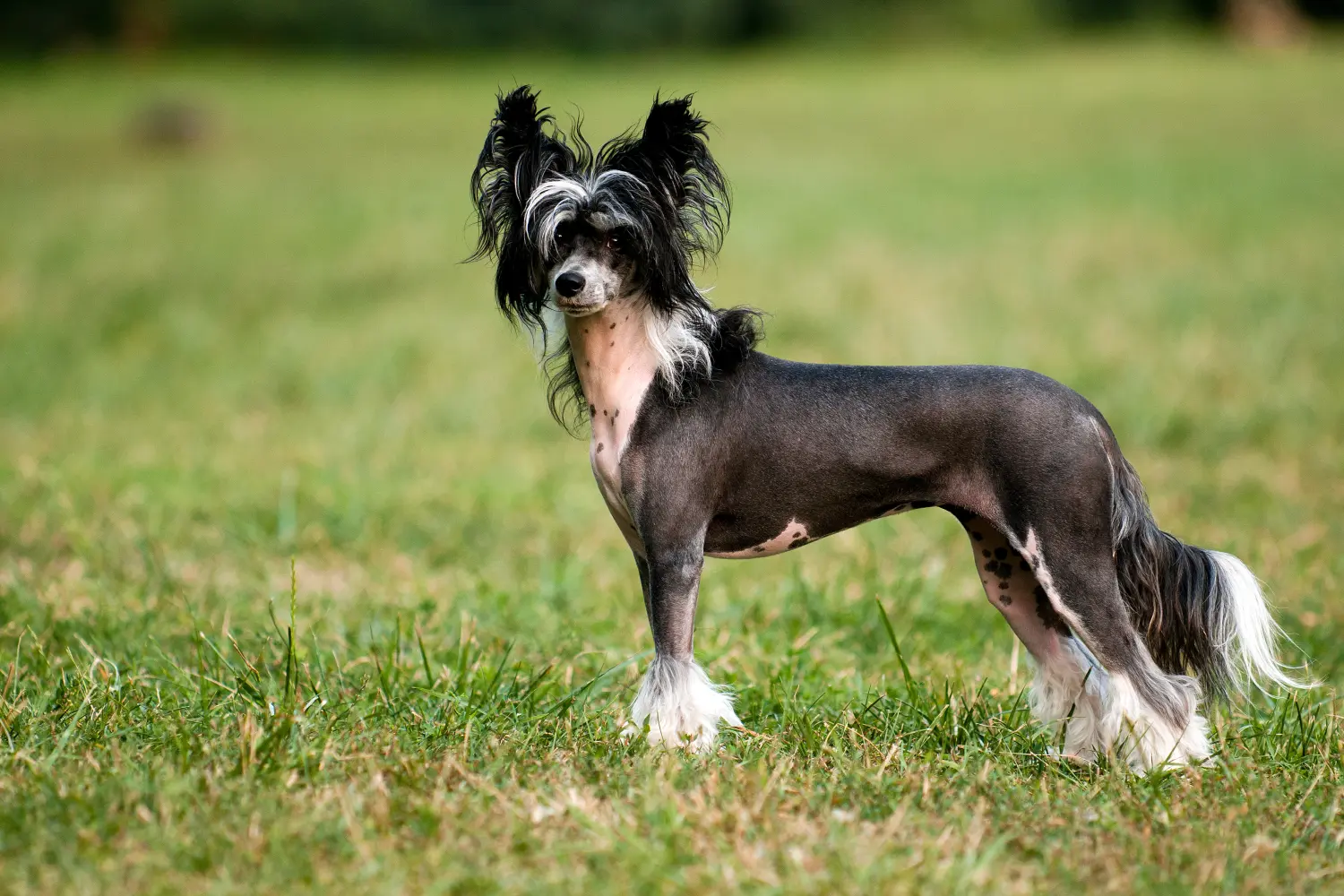 Der Chinese Crested Dog ist eine exotische Hunderasse aus China. Hairless Chinese Crested Dog auf einer Wiese