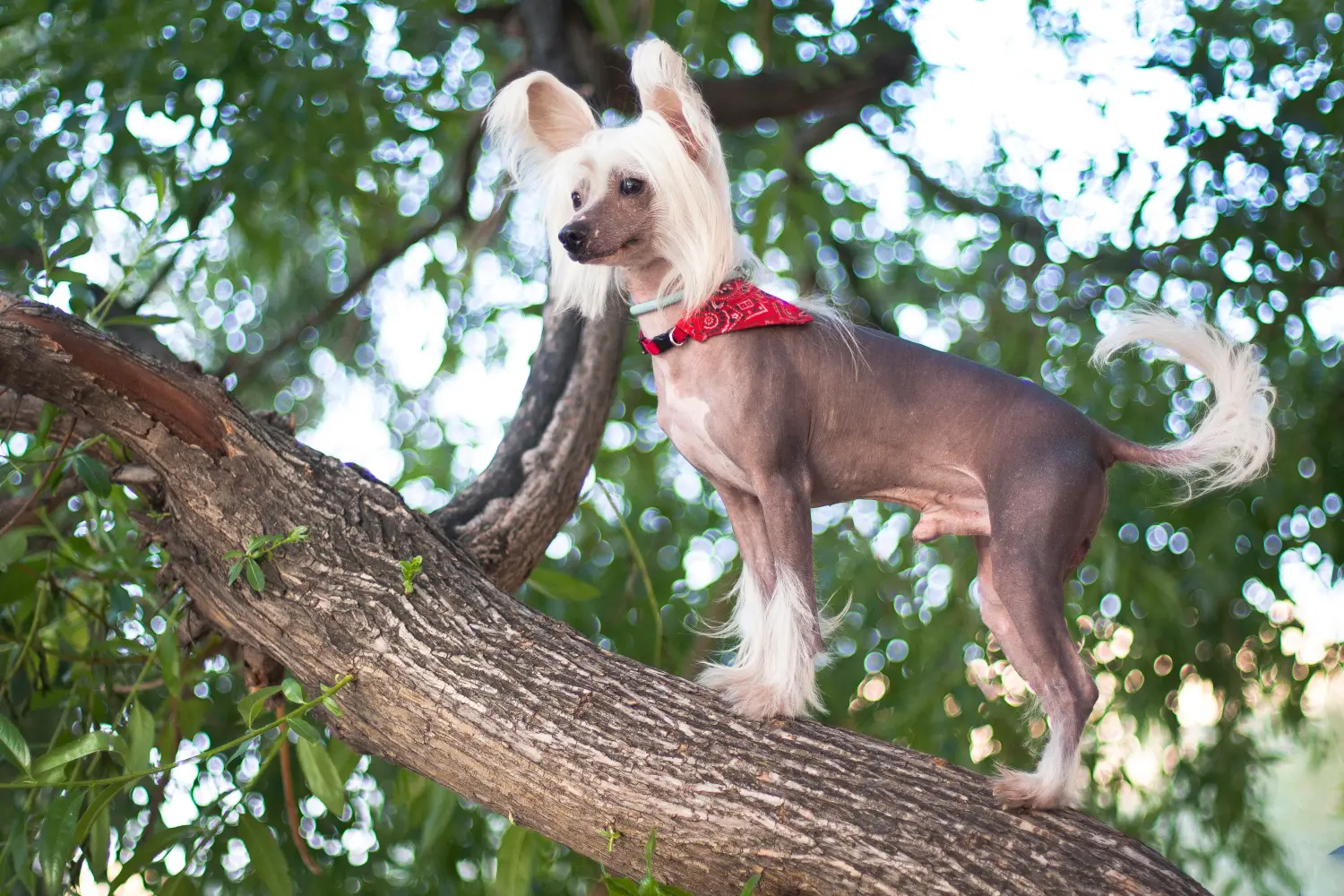 Chinese Crested Dogs haben längere und schmale "Hasenpfoten", was sie zu hervorragenden Kletterern macht. Hairless Chinese Crested Dog steht im Baum auf einem Ast.