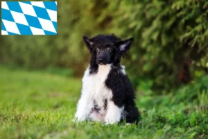Read more about the article Chinese Crested Dog Züchter und Welpen in Bayern