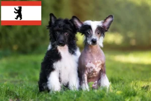 Read more about the article Chinese Crested Dog Züchter und Welpen in Berlin