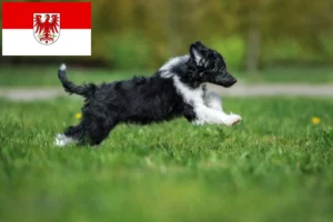 Read more about the article Chinese Crested Dog Züchter und Welpen in Brandenburg