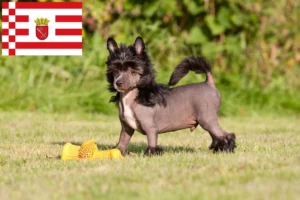 Read more about the article Chinese Crested Dog Züchter und Welpen in Bremen