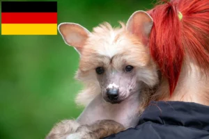 Read more about the article Chinese Crested Dog Züchter und Welpen in Deutschland