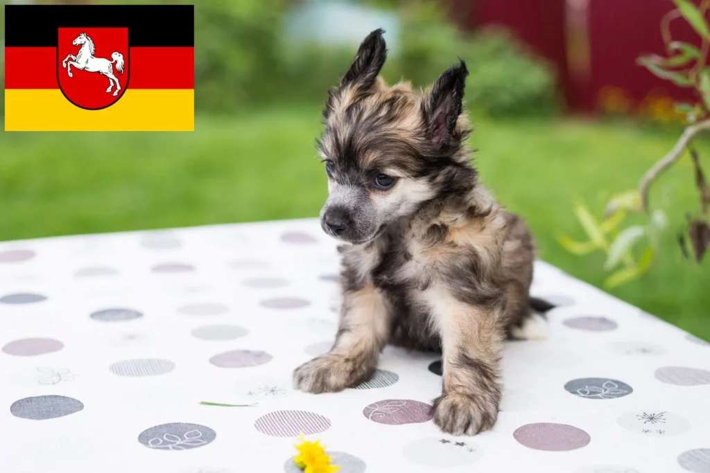 Chinese Crested Dog Züchter mit Welpen Niedersachsen
