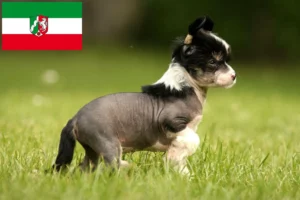 Read more about the article Chinese Crested Dog Züchter und Welpen in Nordrhein-Westfalen