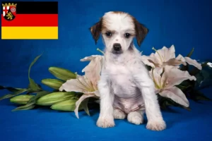 Read more about the article Chinese Crested Dog Züchter und Welpen in Rheinland-Pfalz
