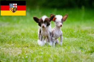 Read more about the article Chinese Crested Dog Züchter und Welpen im Saarland