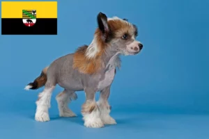 Read more about the article Chinese Crested Dog Züchter und Welpen in Sachsen-Anhalt