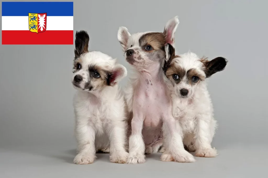 Chinese Crested Dog Züchter mit Welpen Schleswig-Holstein