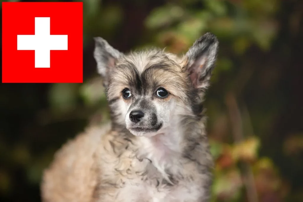 Chinese Crested Dog Züchter mit Welpen Schweiz