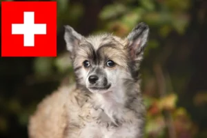 Read more about the article Chinese Crested Dog Züchter und Welpen in der Schweiz