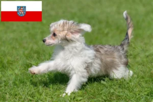 Read more about the article Chinese Crested Dog Züchter und Welpen in Thüringen