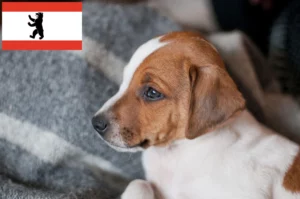 Read more about the article Danish-Swedish Farmdog Züchter und Welpen in Berlin