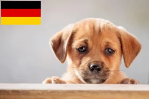 Read more about the article Danish-Swedish Farmdog Züchter und Welpen in Deutschland