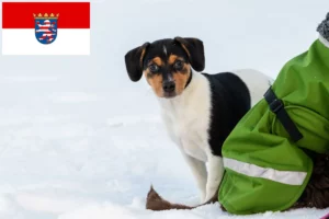 Read more about the article Danish-Swedish Farmdog Züchter und Welpen in Hessen
