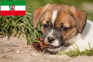 Read more about the article Danish-Swedish Farmdog Züchter und Welpen in Nordrhein-Westfalen