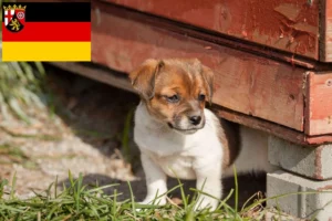 Read more about the article Danish-Swedish Farmdog Züchter und Welpen in Rheinland-Pfalz