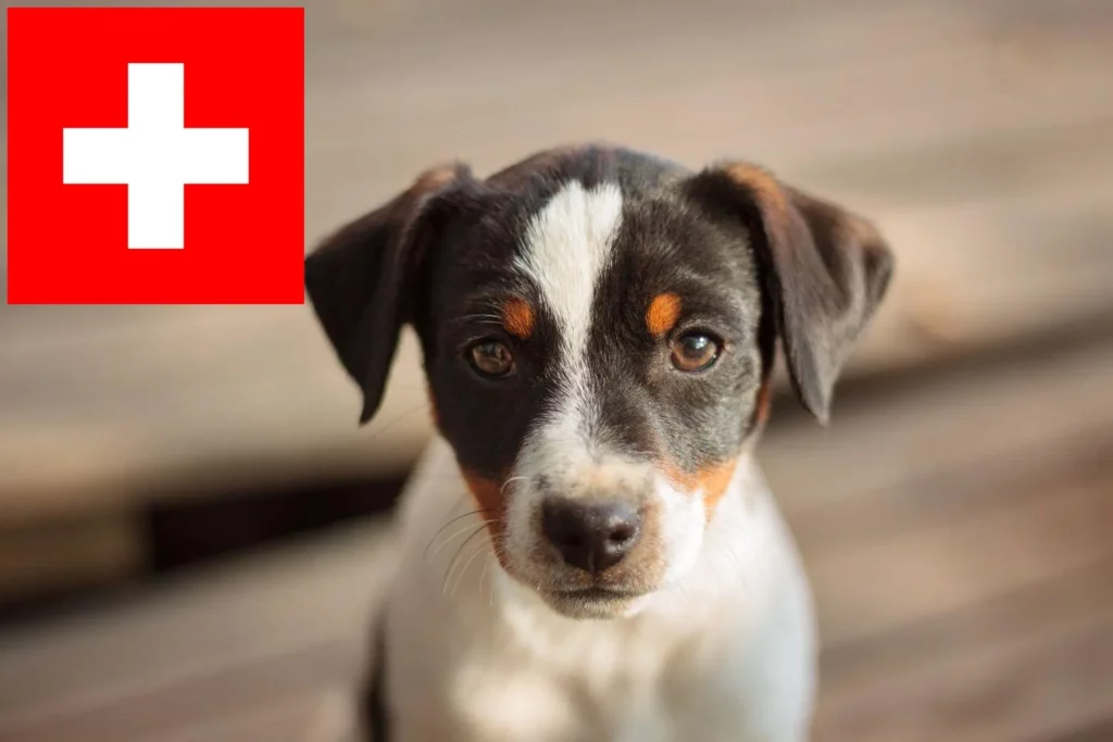 Danish-Swedish Farmdog Züchter mit Welpen Schweiz