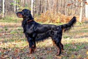 Read more about the article Gordon Setter
