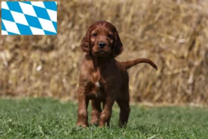 Read more about the article Irish Red Setter Züchter und Welpen in Bayern