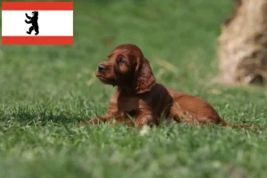 Read more about the article Irish Red Setter Züchter und Welpen in Berlin