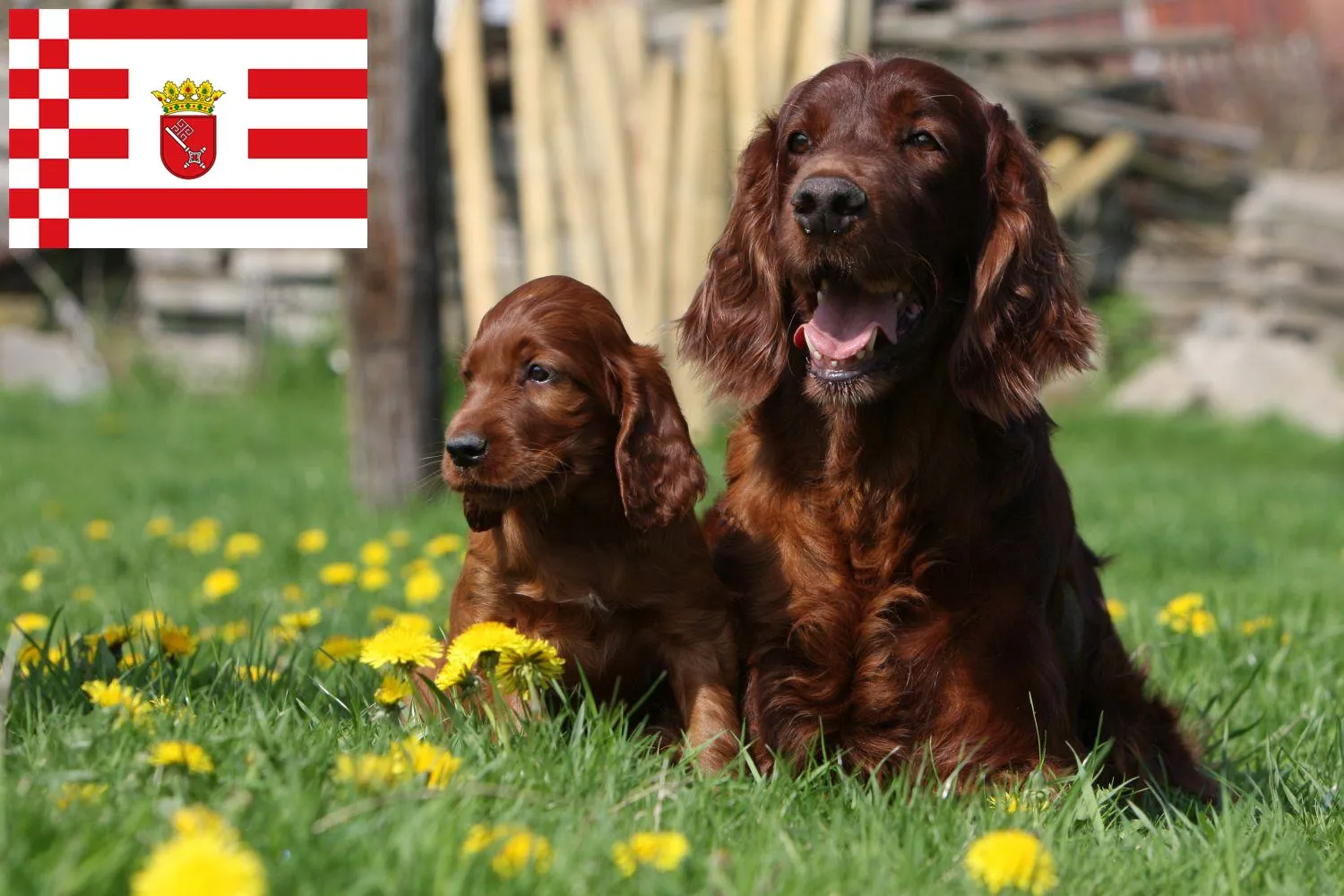Irish Red Setter Züchter und Welpen in Bremen - DogWeb.de