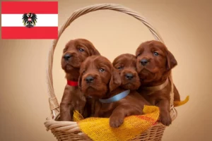 Read more about the article Irish Red Setter Züchter und Welpen in Österreich