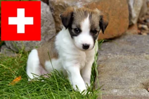Mehr über den Artikel erfahren Kromfohrländer Züchter und Welpen in der Schweiz