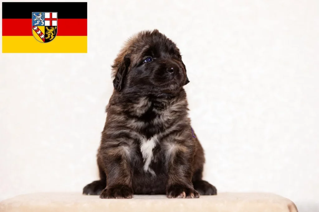 Leonberger Züchter mit Welpen Saarland