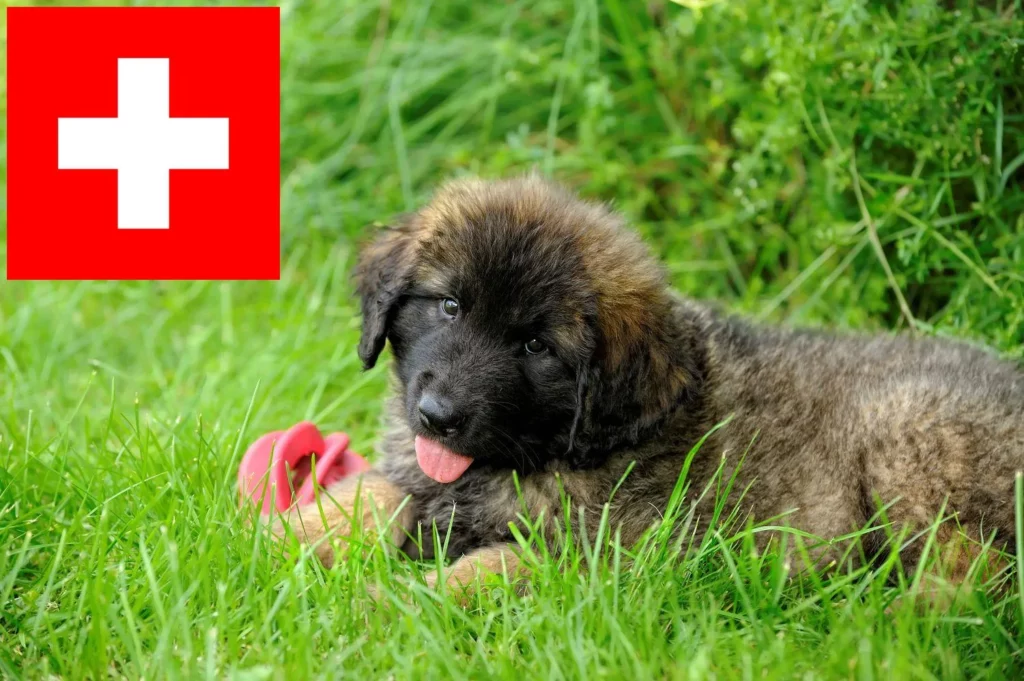 Leonberger Züchter mit Welpen Schweiz