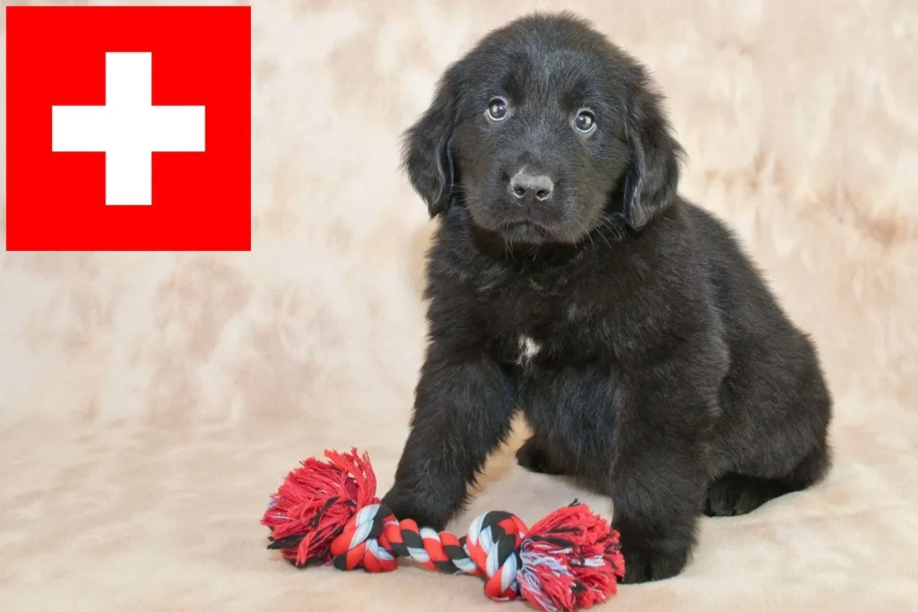 Neufundländer Züchter mit Welpen Schweiz