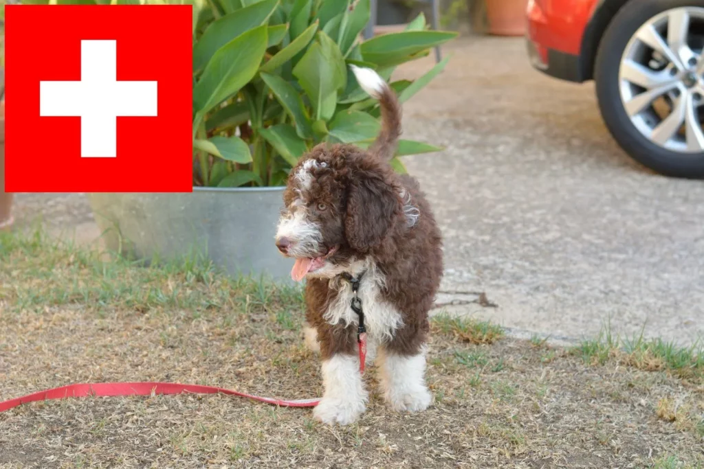 Perro de Agua Español Züchter mit Welpen Schweiz