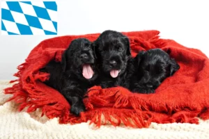 Read more about the article Russischer Schwarzer Terrier Züchter und Welpen in Bayern
