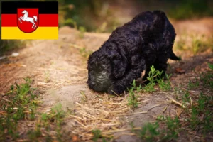 Read more about the article Russischer Schwarzer Terrier Züchter und Welpen in Niedersachsen